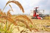 夏季の食糧生産量増　中国の食への自信示す.jpg