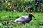 「吉祥の鳥」
