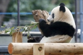 日本生まれのパンダのシャンシャンが独り立ちへ.jpg