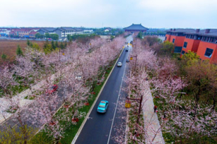 桜並木