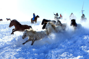 内蒙古　雪上を駆ける馬