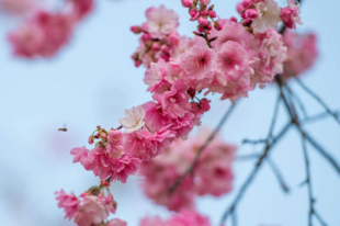 桜の海に映る春