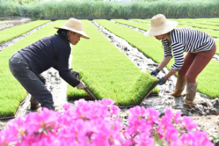 早稲の田植えで大忙し