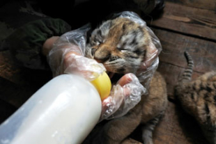 東北トラの5つ子の赤ちゃんが誕生