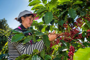 コーヒー産業