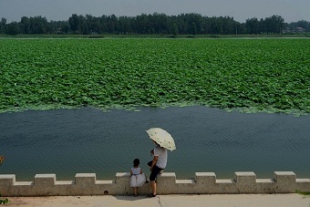 河南省任荘村　「黄河故道」の水郷
