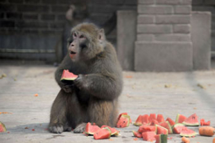 動物たち