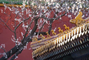 故宮の黄色い屋根瓦に映える白いアンズの花　北京市.jpg