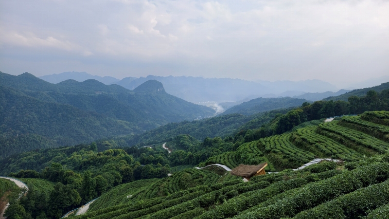 江口県太平鎮の七姉妹茶園（撮影・常沙）。