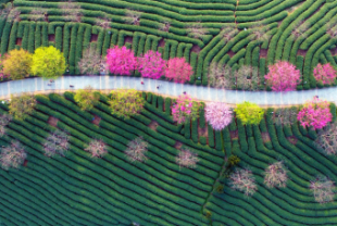 絵画のような桜茶園